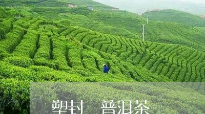 塑封 普洱茶/2023042832072